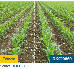 DKC10869-un-maïs-grain-nouvelle-génération-qui-conjugue-rendement-stabilité-et-rentabilitép-rich text editor 2.png